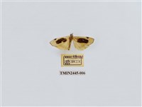 藏品(黑長斑苔蛾)的圖片